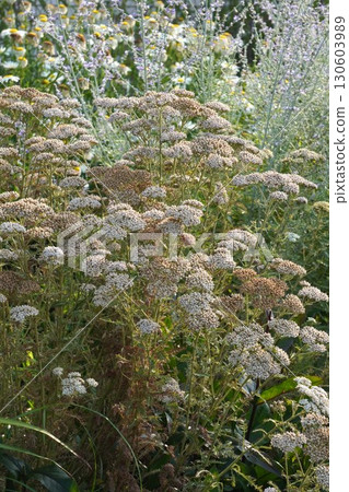 Dried yarrow flowers, July 2025 130603989