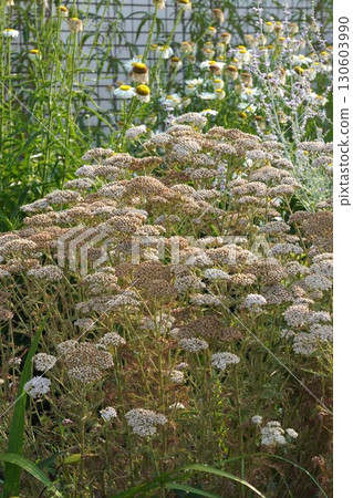 Dried yarrow flowers, July 2025 Dried yarrow flowers, July 2025 130603990
