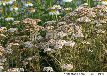 Dried yarrow flowers, July 2025 130603991