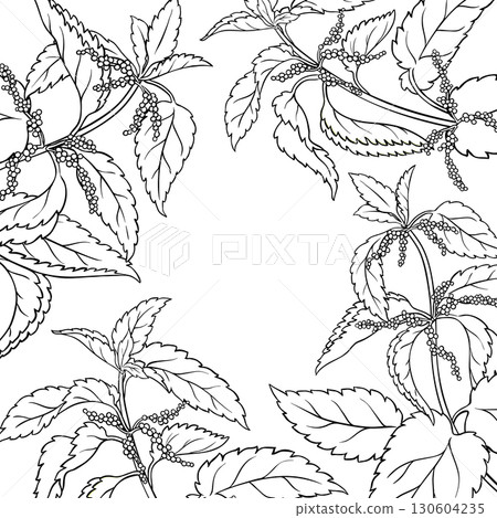 Nettle Plant with Flowers Outline Frame. 130604235