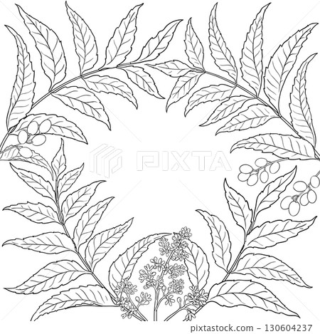 Neem Branch with , Berries Outline Frame. 130604237