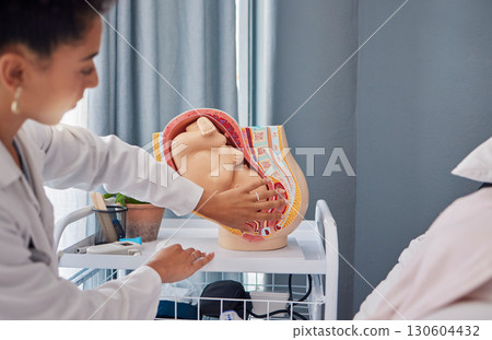 Model of pregnant woman womb or baby in stomach by doctor teaching or explaining at the hospital. Fetus, healthcare and birth demonstration by professional with a mock plastic fetal anatomy 130604432
