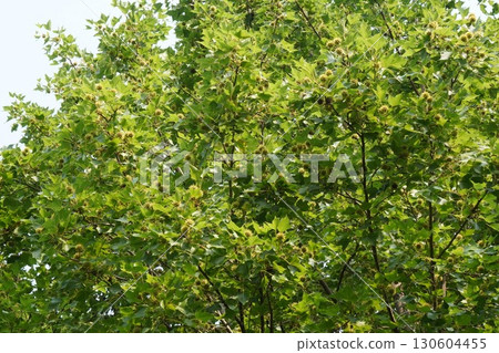 Young Taiwanese lily fruit - 2025 130604455