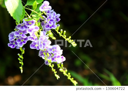 Bunch violet flowers of Golden dewdrop blooming. Bunch violet flowers of Golden dewdrop blooming. 130604722