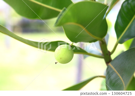 Single fruit of Calophyllum inophyllum on branch. Single fruit of Calophyllum inophyllum on branch. 130604725
