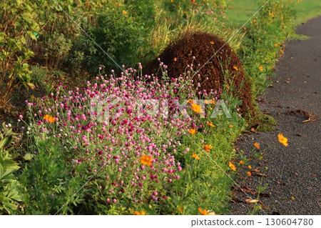 夏日公園盛開的淺粉紅和深粉紅紫薇花 夏日公園盛開的淺粉紅和深粉紅紫薇花 130604780