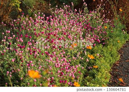 Light pink and deep pink flowers of crape myrtle blooming in a summer park 130604781