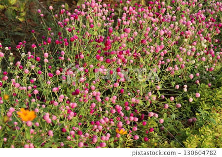 夏日公園盛開的淺粉紅和深粉紅紫薇花 130604782