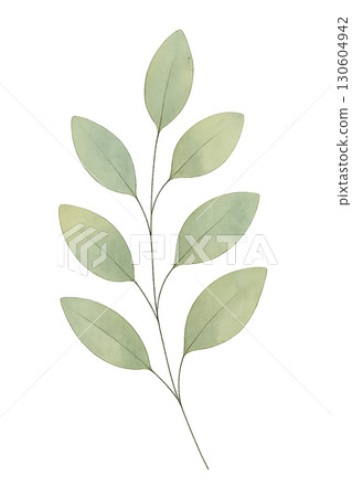 A delicate watercolor eucalyptus branch illustration with fine line minimalist PNG transparent background 130604942