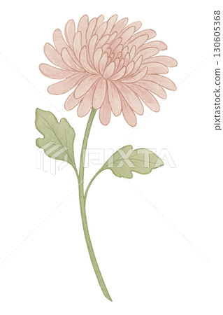 Delicate PNG watercolor chrysanthemum stem with two realistic green leaves and transparent background Delicate PNG watercolor chrysanthemum stem with two realistic green leaves and transparent background 130605368