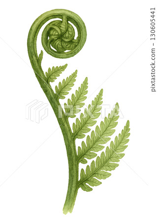 Close-up of unfurling fern frond emerging from damp layered moss on transparent background Close-up of unfurling fern frond emerging from damp layered moss on transparent background 130605441