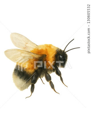 Colorful watercolor bumblebee detailed illustration with fluffy thorax and delicate wing veins on transparent PNG background 130605532