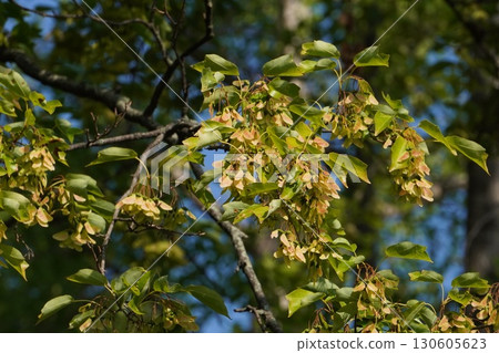 三叉楓翅果,2025年8月 三叉楓翅果,2025年8月 130605623