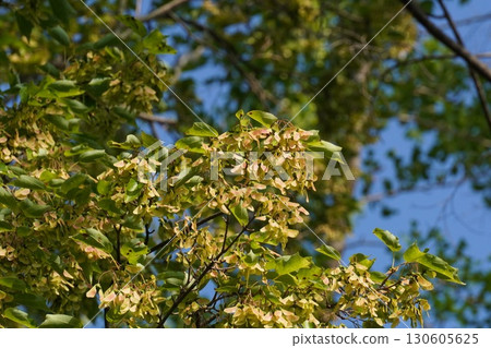 Trident maple samara, August 2025 130605625