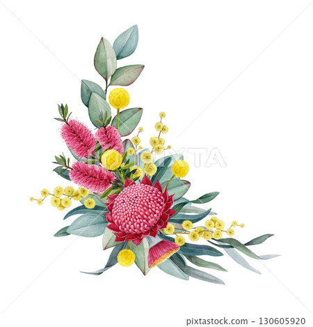 Australia native flowers floral decor watercolor illustration on white background. Hand drawn Australian flora decoration design element with waratah flower, gum tree leaves, golden wattle 130605920
