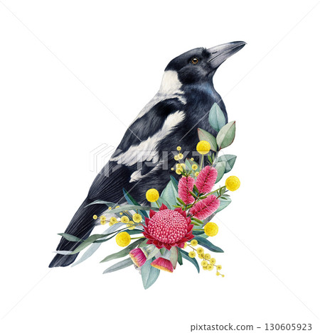 Australian magpie with floral decor hand drawn watercolor vintage style illustration. Australian magpie endemic wildlife bird with Australia wildflowers native flora decor on white background 130605923