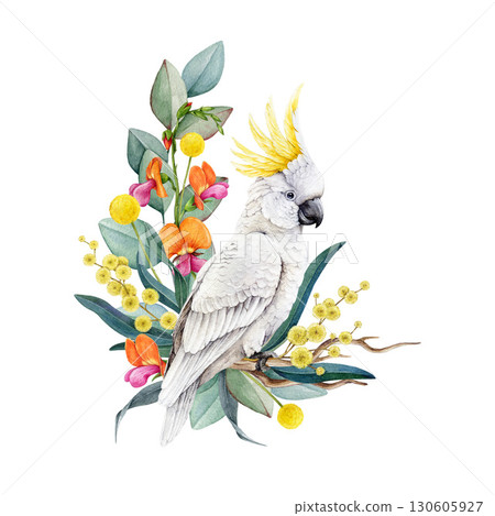 Sulfur-crested cockatoo with floral decor hand drawn watercolor illustration. Australian endemic parrot wildlife bird with Australia wildflowers native flora decoration on white background 130605927