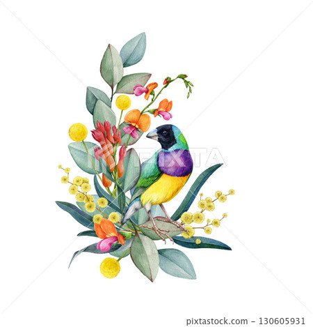 Gouldian finch with floral decor hand drawn vintage style watercolor illustration. Australian finch endemic wildlife bright bird with Australia wildflowers native flora decoration on white background 130605931