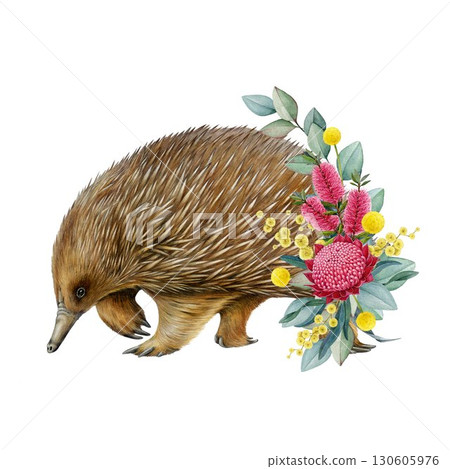 Echidna with floral decor hand drawn watercolor illustration on white background. Australian native endemic echidna mammal with Australia wildflowers native flora decoration 130605976