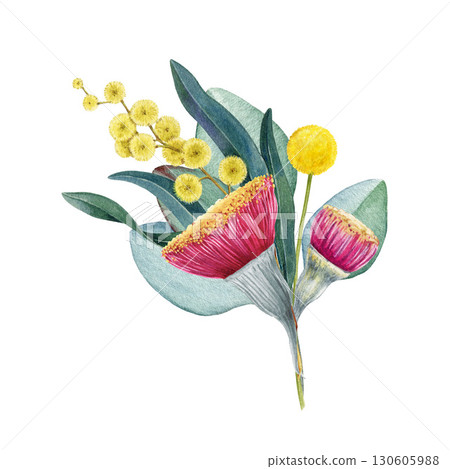 Australia native flowers floral decor on white background. Vintage style watercolor illustration. Australian flora decoration design element with golden wattle, gum tree leaves and flowers. Australia native flowers floral decor on white background. Vintage style watercolor illustration. Australian flora decoration design element with golden wattle, gum tree leaves and flowers. 130605988