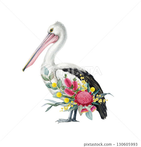 Australian pelican bird with floral decor hand drawn watercolor vintage style illustration. Australian pelican wildlife bird with Australia wildflowers native flora decoration on white background 130605993