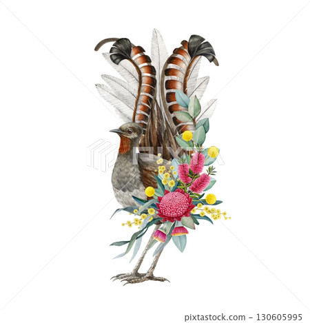 Lyrebird with floral decor hand drawn watercolor vintage style illustration. Lyrebird Australian wildlife endemic bird with Australia wildflowers native flora decoration on white background Lyrebird with floral decor hand drawn watercolor vintage style illustration. Lyrebird Australian wildlife endemic bird with Australia wildflowers native flora decoration on white background 130605995