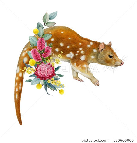 Tiger quoll with floral decor watercolor vintage style painted illustration. Spotted quoll Australian endemic marsupial mammal with Australia wildflowers native flora decoration on white background 130606006