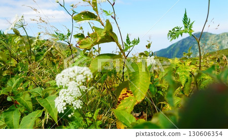 立山的高山植物 立山的高山植物 130606354