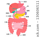 Digestive system: liver, gallbladder, pancreas, stomach, duodenum, organ structure 130606511