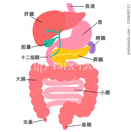 Digestive system: liver, gallbladder, pancreas, stomach, duodenum, organ structure Digestive system: liver, gallbladder, pancreas, stomach, duodenum, organ structure 130606511