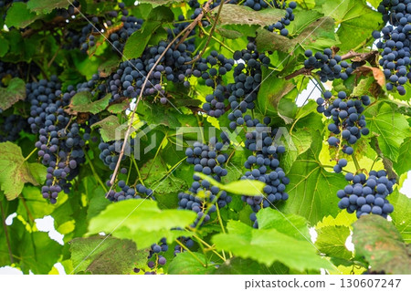 Abundant Grape Harvest Clusters of Ripe Grapes Hanging from the Vine in a Vineyard Abundant Grape Harvest Clusters of Ripe Grapes Hanging from the Vine in a Vineyard 130607247
