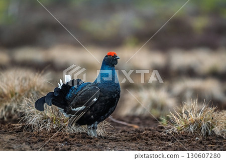 Majestic Black Grouse Displaying in Natural Habitat, Wildlife Bird on Moorland Landscape Majestic Black Grouse Displaying in Natural Habitat, Wildlife Bird on Moorland Landscape 130607280