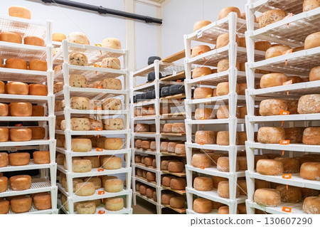 Cheese Aging Room Rows of Shelves Stocked with Maturing Cheese Wheels for Sale, Food Cheese Aging Room Rows of Shelves Stocked with Maturing Cheese Wheels for Sale, Food 130607290