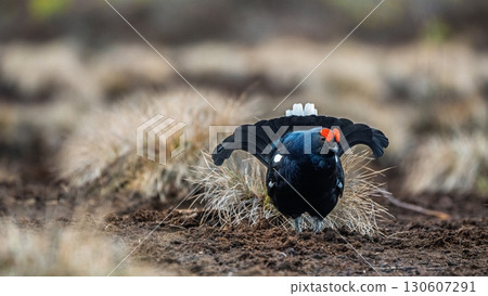Majestic Black Grouse Displaying on Moorland, a Wildlife Spectacle in Natural Habitat Majestic Black Grouse Displaying on Moorland, a Wildlife Spectacle in Natural Habitat 130607291