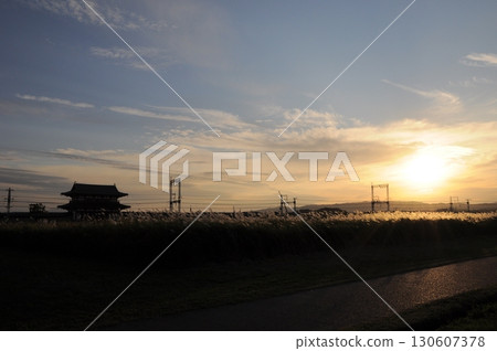 November, evening view of Japanese pampas grass at the Heijo-kyo ruins in late autumn 130607378
