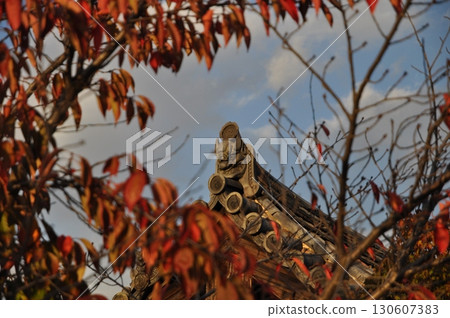 November: Autumn leaves and onigawara tiles at Horyuji Temple November: Autumn leaves and onigawara tiles at Horyuji Temple 130607383