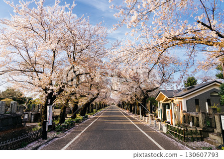 Yanaka Cemetery, cherry blossom-lined avenue, Yanaka Cemetery, cherry blossom-lined avenue, 130607793