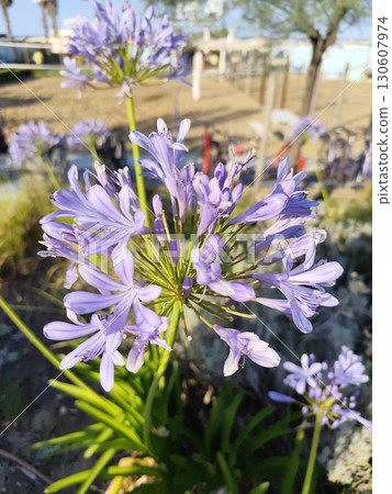 Agapanthus flower bud 130607974