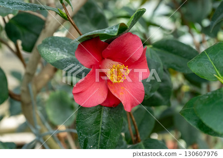 Camellia Red Flower with Yellow Stamens Camellia Red Flower with Yellow Stamens 130607976