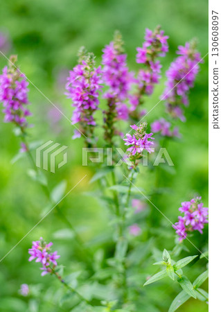 Flower Bud Lythrum salicaria plant 130608097
