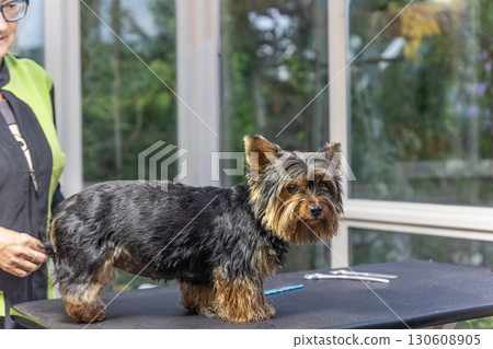 Yorkshire terrier. is ready for grooming standing on the table. Yorkshire terrier. is ready for grooming standing on the table. 130608905
