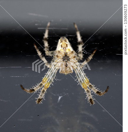 Close up of a garden spider on a web arachnophobia scary nature Close up of a garden spider on a web arachnophobia scary nature 130609273