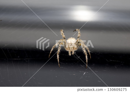 Close up of a garden spider on a web arachnophobia scary nature Close up of a garden spider on a web arachnophobia scary nature 130609275