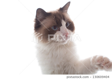 Young Ragdoll cat with blue eyes on white background 130609404