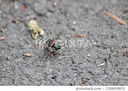 Tiger beetle (right side of face) 130609953
