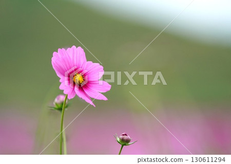 Autumn cosmos field Autumn cosmos field 130611294