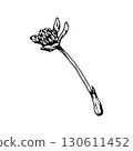 Vector illustration of clover bud on a long stem in ink style, hand drawn and natural, suitable for botanical art, eco friendly packaging, herbal medicine labels, rural themes and St Patrick s Day 130611452