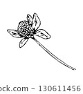 Hand drawn vector illustration of blooming clover with petals and textured head in engraving style, symbol of nature and healing, perfect for herbal packaging, eco branding, textiles, St Patrick s Day 130611456