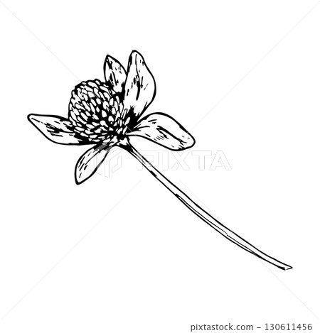 Hand drawn vector illustration of blooming clover with petals and textured head in engraving style, symbol of nature and healing, perfect for herbal packaging, eco branding, textiles, St Patrick s Day 130611456