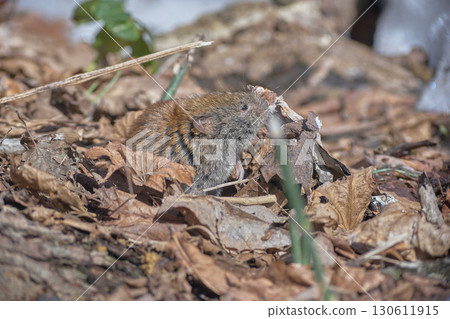 春天的蝦夷田鼠 130611915